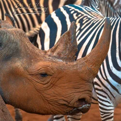 Join us in a unique photographic safari in Mkomazi National Park in northern Tanzania combined with Tarangire, Ngorongoro and Serengeti (or Lake Natron)
