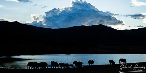 Join us in a unique photographic safari in Mkomazi National Park in northern Tanzania combined with Tarangire, Ngorongoro and Serengeti (or Lake Natron)