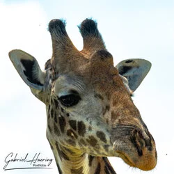 Join us in a unique photographic safari in Mkomazi National Park in northern Tanzania combined with Tarangire, Ngorongoro and Serengeti (or Lake Natron)