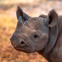 Join us in a unique photographic safari in Mkomazi National Park in northern Tanzania combined with Tarangire, Ngorongoro and Serengeti (or Lake Natron)