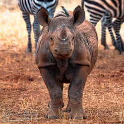 Join us in a unique photographic safari in Mkomazi National Park in northern Tanzania combined with Tarangire, Ngorongoro and Serengeti (or Lake Natron)