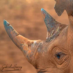 Join us in a unique photographic safari in Mkomazi National Park in northern Tanzania combined with Tarangire, Ngorongoro and Serengeti (or Lake Natron)