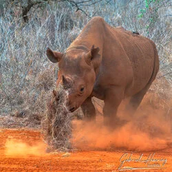 Join us in a unique photographic safari in Mkomazi National Park in northern Tanzania combined with Tarangire, Ngorongoro and Serengeti (or Lake Natron)