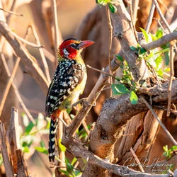 Join us in a unique photographic safari in Mkomazi National Park in northern Tanzania combined with Tarangire, Ngorongoro and Serengeti (or Lake Natron)
