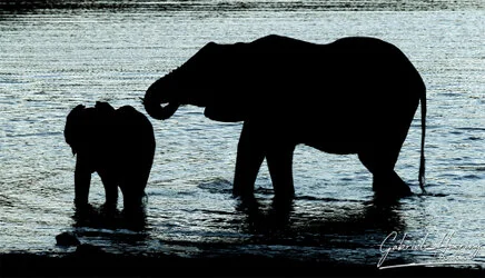 Join us in a unique photographic safari in Mkomazi National Park in northern Tanzania combined with Tarangire, Ngorongoro and Serengeti (or Lake Natron)