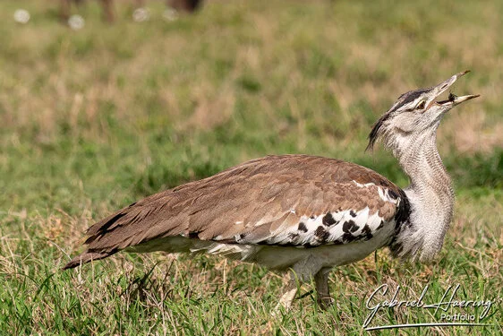 Join us in a unique photogaphic safari visiting Ngorongoro , Tarangire and Serengeti great migration in Tanzania