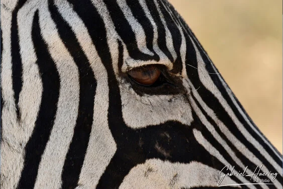 Join us in a unique photogaphic safari visiting Ngorongoro , Tarangire and Serengeti great migration in Tanzania
