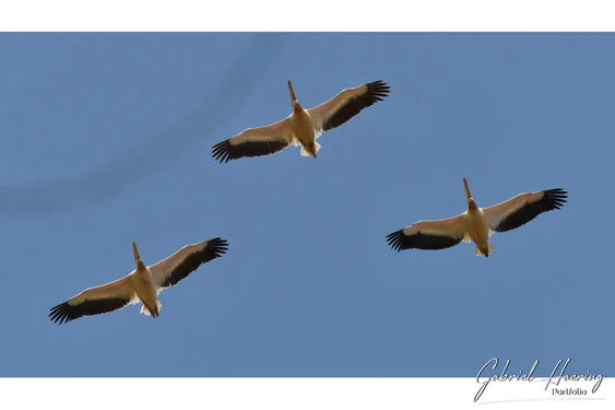Join us in a unique photogaphic safari visiting Ngorongoro , Tarangire and Serengeti great migration in Tanzania