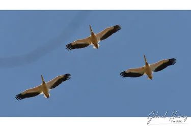 Join us in a unique photogaphic safari visiting Ngorongoro , Tarangire and Serengeti great migration in Tanzania