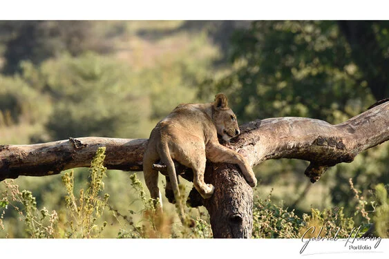Join us in a unique photogaphic safari visiting Ngorongoro , Tarangire and Serengeti great migration in Tanzania