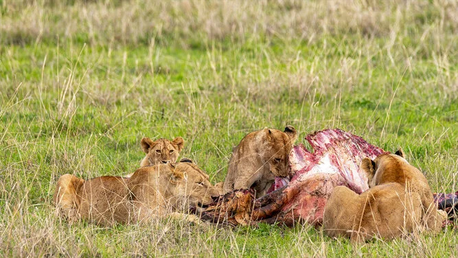 Join us in a unique photogaphic safari visiting Ngorongoro , Tarangire and Serengeti great migration in Tanzania
