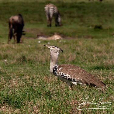 Join us in a unique photogaphic safari visiting Ngorongoro , Tarangire and Serengeti great migration in Tanzania