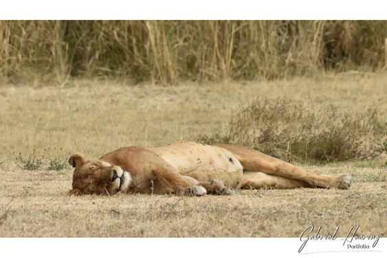 Join us in a unique photogaphic safari visiting Ngorongoro , Tarangire and Serengeti great migration in Tanzania