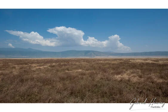 Join us in a unique photogaphic safari visiting Ngorongoro , Tarangire and Serengeti great migration in Tanzania