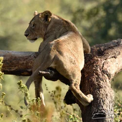 Join us in a unique photogaphic safari visiting Ngorongoro , Tarangire and Serengeti great migration in Tanzania