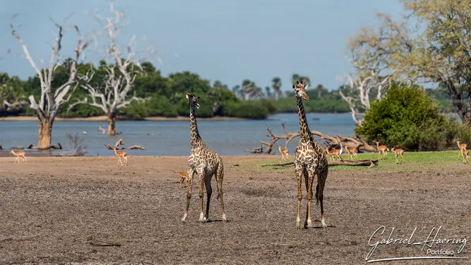 Photo Safari Nyerere (Selous) Tanzania