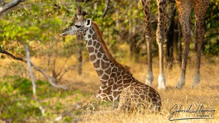 Join us in a unique photogaphic safari in Nyerere (former Selous Game Reserve) in southern Tanzania combined with Ruaha National Park