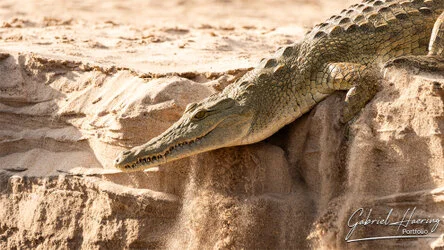 Join us in a unique photogaphic safari in Nyerere (former Selous Game Reserve) in southern Tanzania combined with Ruaha National Park