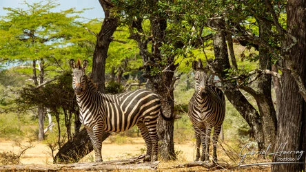 Join us in a unique photogaphic safari in Nyerere (former Selous Game Reserve) in southern Tanzania combined with Ruaha National Park