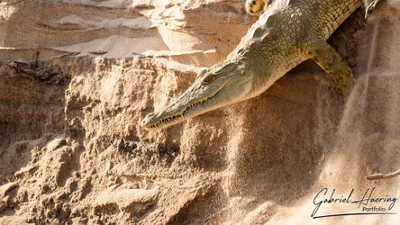 Join us in a unique photogaphic safari in Nyerere (former Selous Game Reserve) in southern Tanzania combined with Ruaha National Park