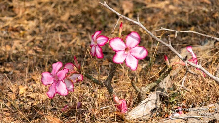 Join us in a unique photogaphic safari in Nyerere (former Selous Game Reserve) in southern Tanzania combined with Ruaha National Park