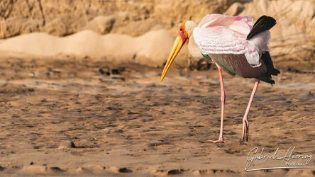 Join us in a unique photogaphic safari in Nyerere (former Selous Game Reserve) in southern Tanzania combined with Ruaha National Park