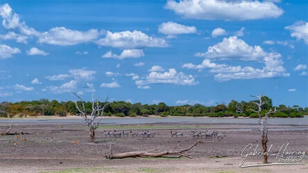 Join us in a unique photogaphic safari in Nyerere (former Selous Game Reserve) in southern Tanzania combined with Ruaha National Park