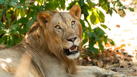 Join us in a unique photogaphic safari in Nyerere (former Selous Game Reserve) in southern Tanzania combined with Ruaha National Park