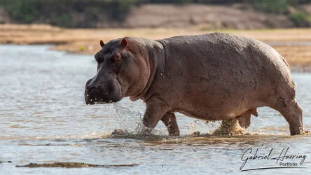 Join us in a unique photogaphic safari in Nyerere (former Selous Game Reserve) in southern Tanzania combined with Ruaha National Park