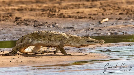 Join us in a unique photogaphic safari in Nyerere (former Selous Game Reserve) in southern Tanzania combined with Ruaha National Park