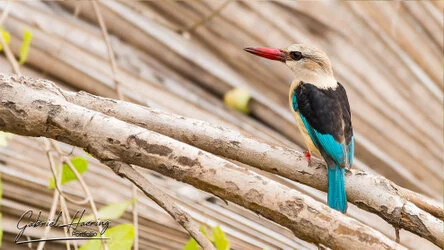 Join us in a unique photogaphic safari in Nyerere (former Selous Game Reserve) in southern Tanzania combined with Ruaha National Park