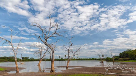 Join us in a unique photogaphic safari in Nyerere (former Selous Game Reserve) in southern Tanzania combined with Ruaha National Park