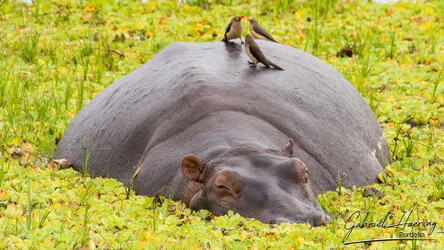 Join us in a unique photogaphic safari in Nyerere (former Selous Game Reserve) in southern Tanzania combined with Ruaha National Park