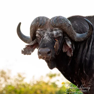 Join us in a unique photogaphic safari in Nyerere (former Selous Game Reserve) in southern Tanzania combined with Ruaha National Park