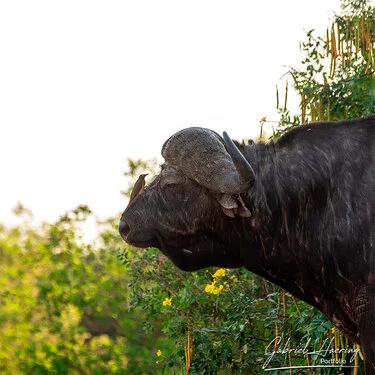 Join us in a unique photogaphic safari in Nyerere (former Selous Game Reserve) in southern Tanzania combined with Ruaha National Park