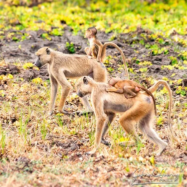 Join us in a unique photogaphic safari in Nyerere (former Selous Game Reserve) in southern Tanzania combined with Ruaha National Park