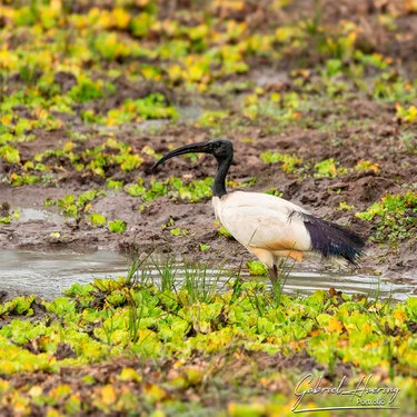 Join us in a unique photogaphic safari in Nyerere (former Selous Game Reserve) in southern Tanzania combined with Ruaha National Park
