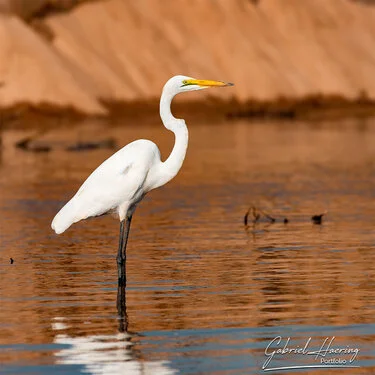 Join us in a unique photogaphic safari in Nyerere (former Selous Game Reserve) in southern Tanzania combined with Ruaha National Park