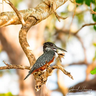 Join us in a unique photogaphic safari in Nyerere (former Selous Game Reserve) in southern Tanzania combined with Ruaha National Park
