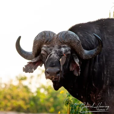 Join us in a unique photogaphic safari in Nyerere (former Selous Game Reserve) in southern Tanzania combined with Ruaha National Park