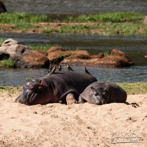 Photo Safari Ruaha Tanzania