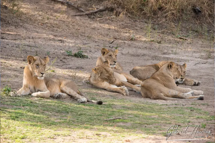 Photo Safari Ruaha Tanzania