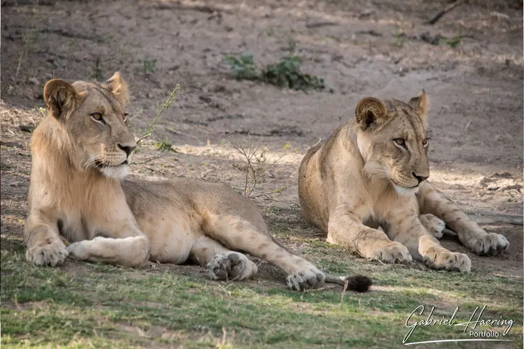 Photo Safari Ruaha Tanzania