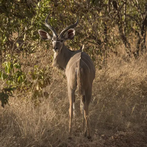 Photo Safari Ruaha Tanzania