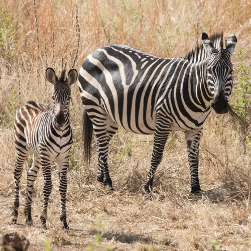 Photo Safari Ruaha Tanzania