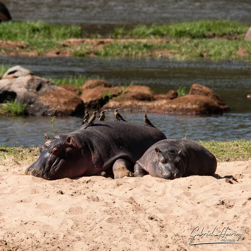 Join us in a unique photogaphic safari in Ruaha Natioanl Park in southern Tanzania combined with Nyerere (Selous) National Park