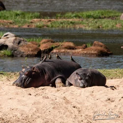 Join us in a unique photogaphic safari in Ruaha Natioanl Park in southern Tanzania combined with Nyerere (Selous) National Park