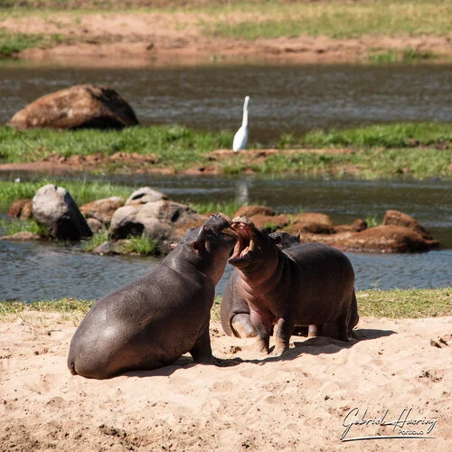 Join us in a unique photogaphic safari in Ruaha Natioanl Park in southern Tanzania combined with Nyerere (Selous) National Park