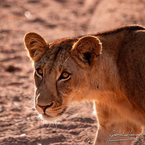Join us in a unique photogaphic safari in Ruaha Natioanl Park in southern Tanzania combined with Nyerere (Selous) National Park