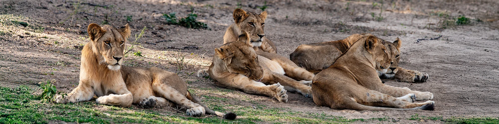 Join us in a unique photogaphic safari in Ruaha Natioanl Park in southern Tanzania combined with Nyerere (Selous) National Park